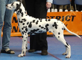 RICHMOND CHAMPIONSHIP DOG SHOW