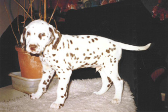 Clayton as a Pup