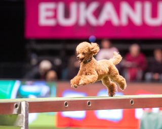 Lola at Crufts