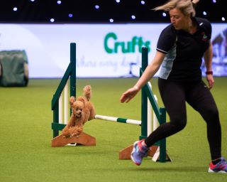 Lola at Crufts